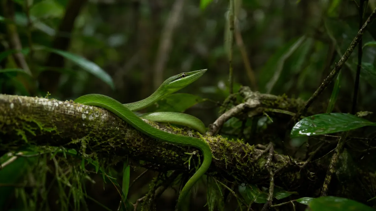 Animaux qui commencent par la lettre S : liste complète
