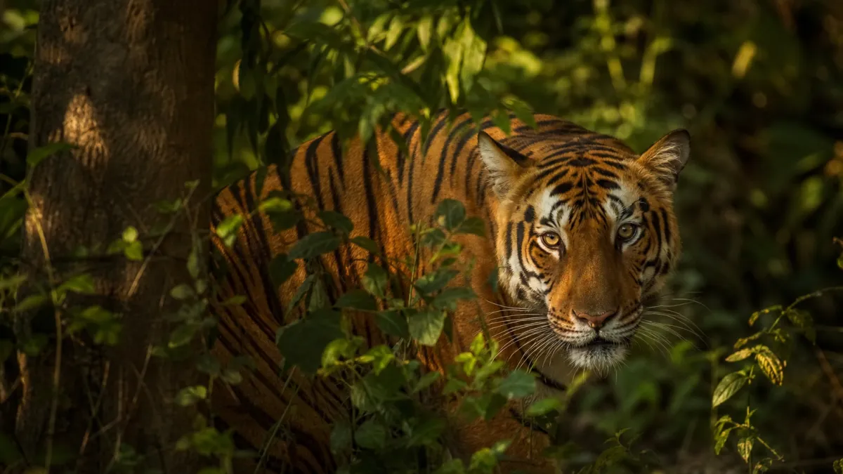 Animaux qui commencent par la lettre T : liste complète